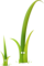 TWIG