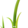 TWIG